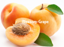 australia fresh apricot - product's photo