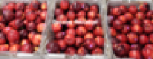  fresh nectarine  yellow flesh - product's photo
