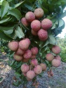 lychee - product's photo
