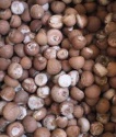dried betel nuts/betel nuts for sale - product's photo