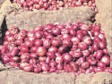 onions for sale  - product's photo