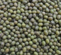 green mung bean - product's photo