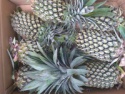 fresh sweet pineapple - product's photo